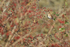 Redwing and red berries, Farmoor Reservoir, Oxfordshire