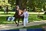 379-QUIZICAL_Z-Alice_Hallows-WEDTrotUp+DR portfolio