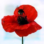 Bee on Poppy