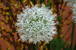 Snowdrop