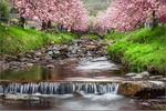 Dollar burn Cherry blossom