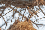 White-browed Sparrow Weaver