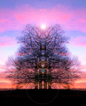 Angel Light