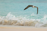 Blue-footed Booby flying over breaking wave, Espanola, Galapagos
