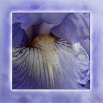 Bearded Iris