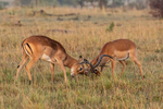 Impala  (Two young males sparring)