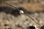 Black-browed Albatross head-on in flight, Steeple Jason