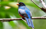 Black-tailed Trogon