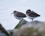 Redshank portfolio