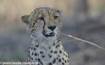 Cheetah