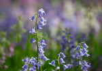 Bluebell