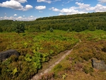 Wharncliffe Heath (02)