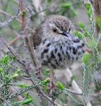Karoo Prinia