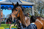 230426-Race 5-Naval Tribute-4993
