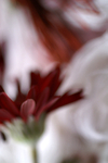Flowers Set 08 - 55