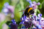Bee - 3744