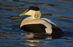Eider