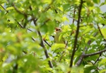 Marsh Warbler