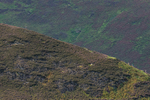 Barrow-15
