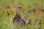 Red Grouse