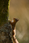 Red Squirrel