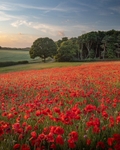 Evening Poppies: 277E