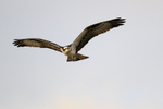 Osprey flying close above, Blue Cypress Lake, Florida