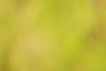 SBM_04376