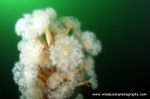 UML011: Plumose Anemones