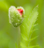 Emerging Poppy