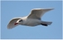 Adult Med Gull ( 2 )