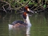 Great Crested Grebe