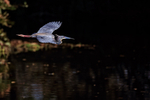 Tricolored Heron in flight, Wakodahatchee Wetlands, Florida