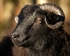 Sheep (04)