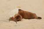 Cattle Egret creeps past sleeping Galapagos Sea Lion, Espanola