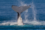 HB Tail Slap 2.0A3A7507