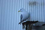 Kittiwake
