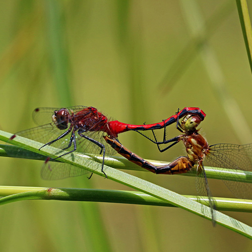 A mating pair of White-faced Meadowhawks.