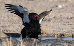 Male bateleur eagle
