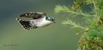Diederik Cuckoo