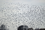 Black-tailed Godwits