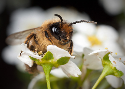 [i]Andrena flavipes[/i] male on blossom. Warwickshire, April 2012.