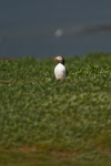 Puffin