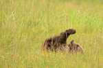 Brown Bear cub rolling around in grass, Silver Salmon Creek, Alaska
