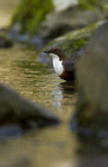 DIPPERS