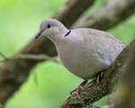 Collared Dove close view, Oxfordshire, UK
