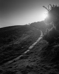 Path to Cow and Calf, Ilkley #2