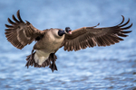 Landing With a Wing and a Flare