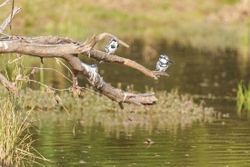 Pied Kingfishers