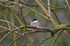Willow Tit